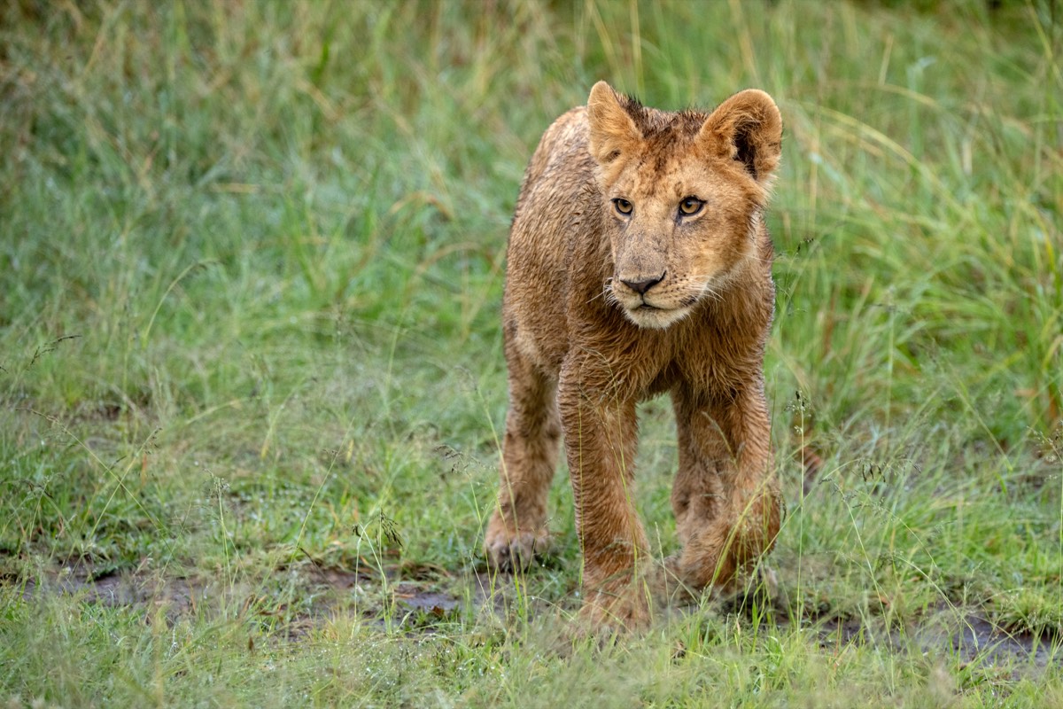 Lion cub near Entim Wilder safari area