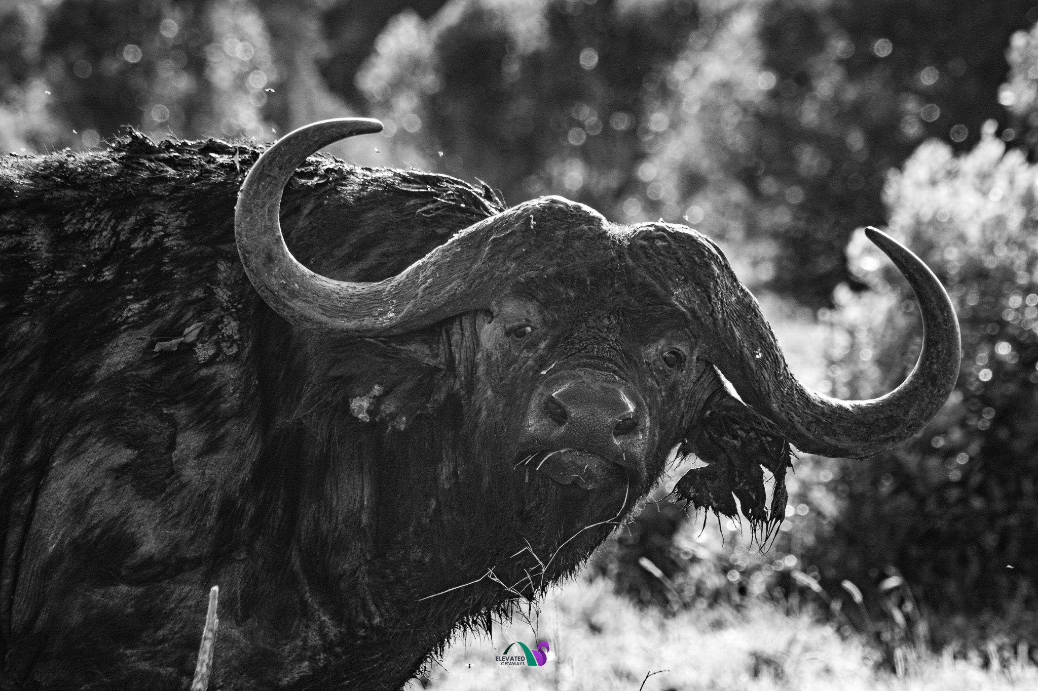 Black and white buffalo portrait at Ol Pejeta