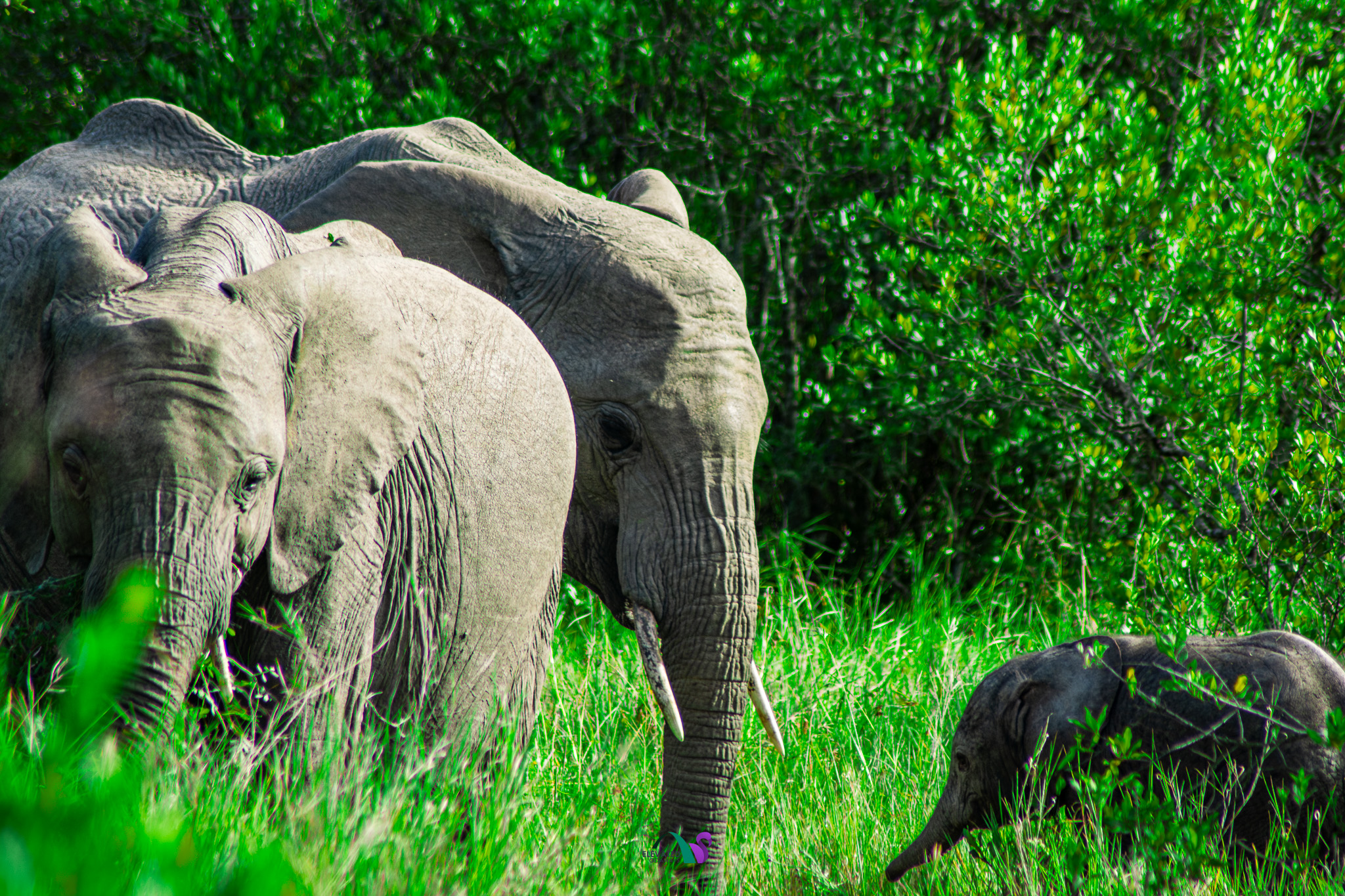 Elephant family moving through green bush