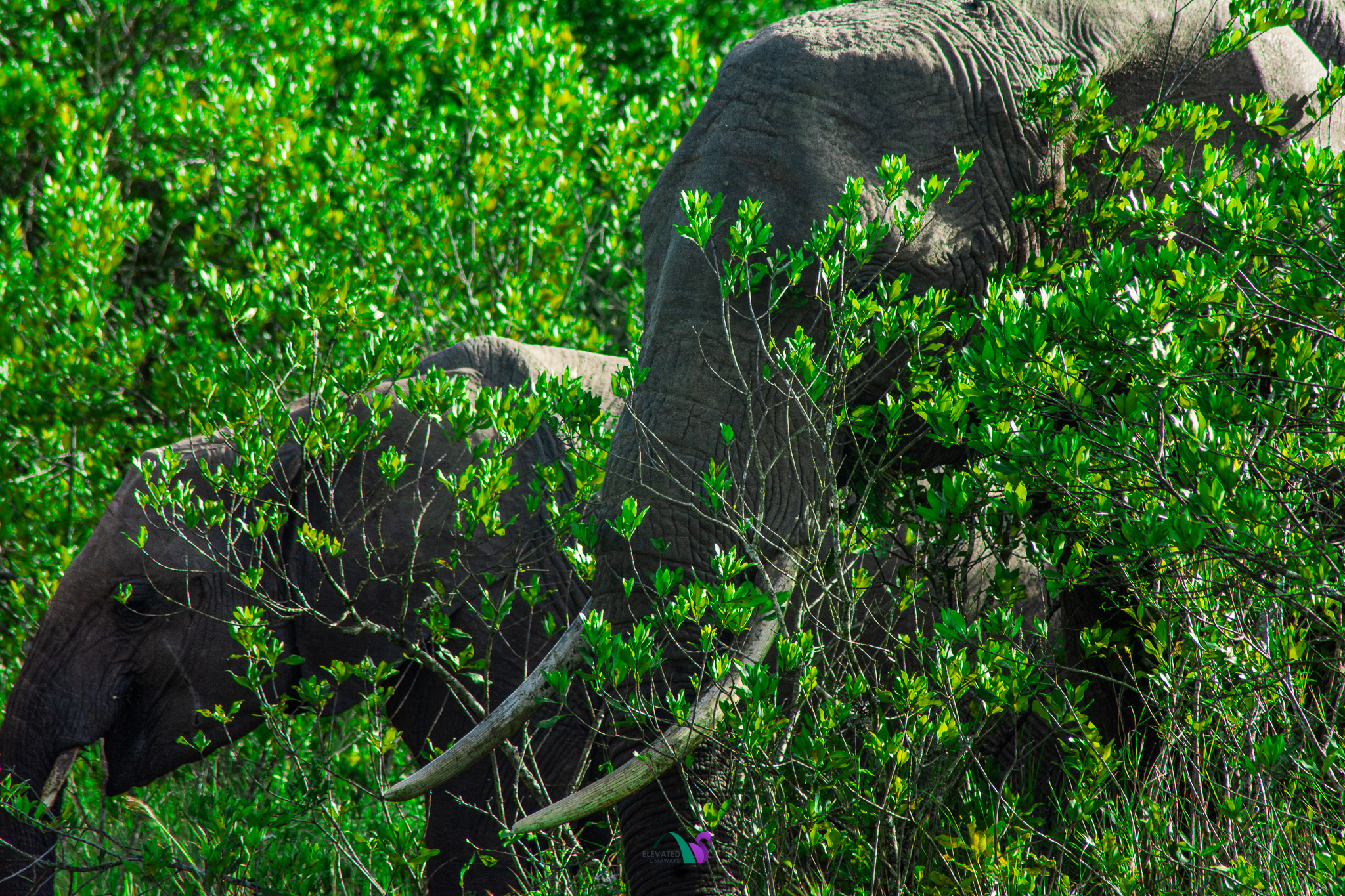 Naivasha & Hell's Gate Adventure