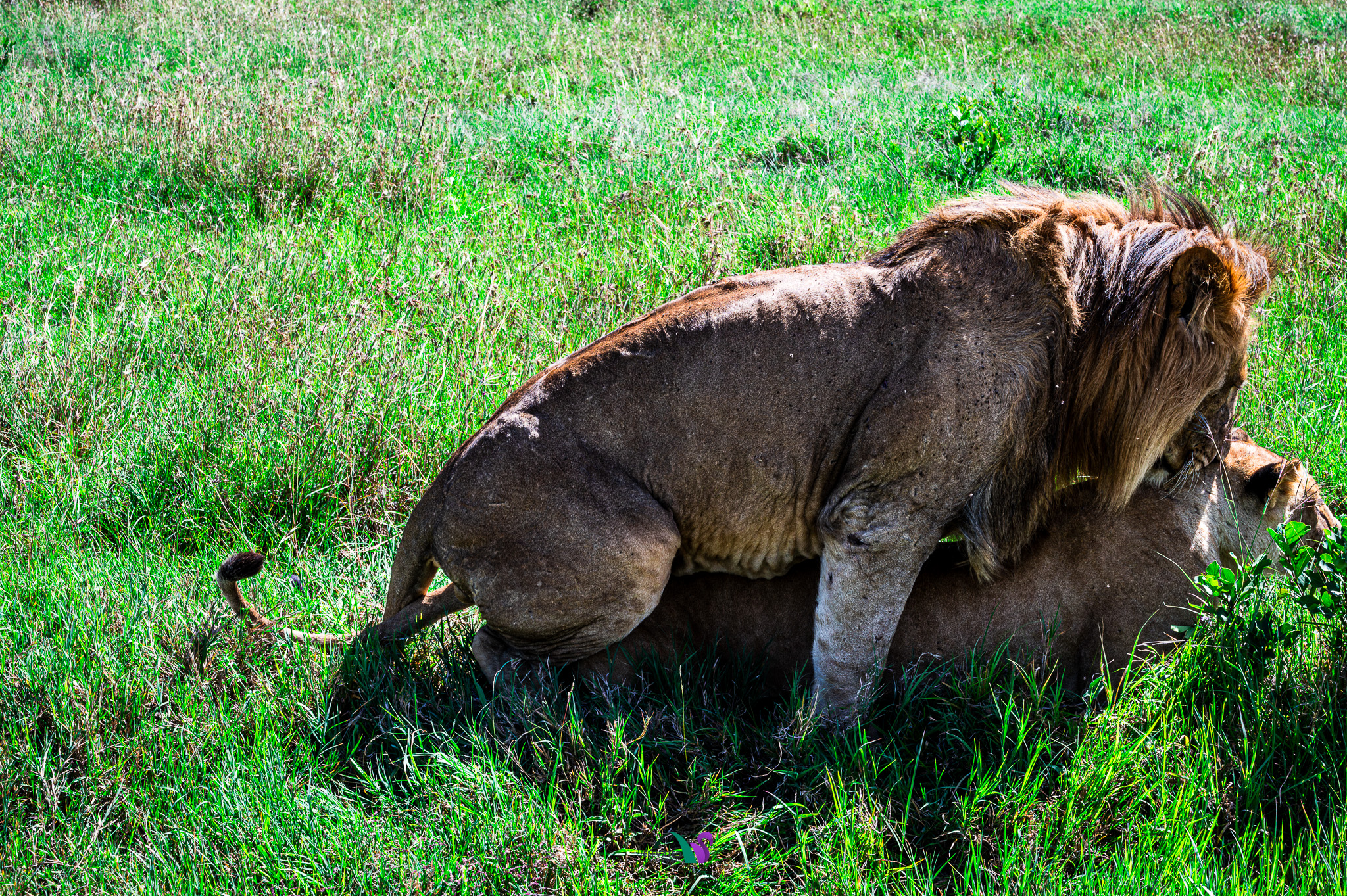 Lions resting together in green grass at Ol Pejeta