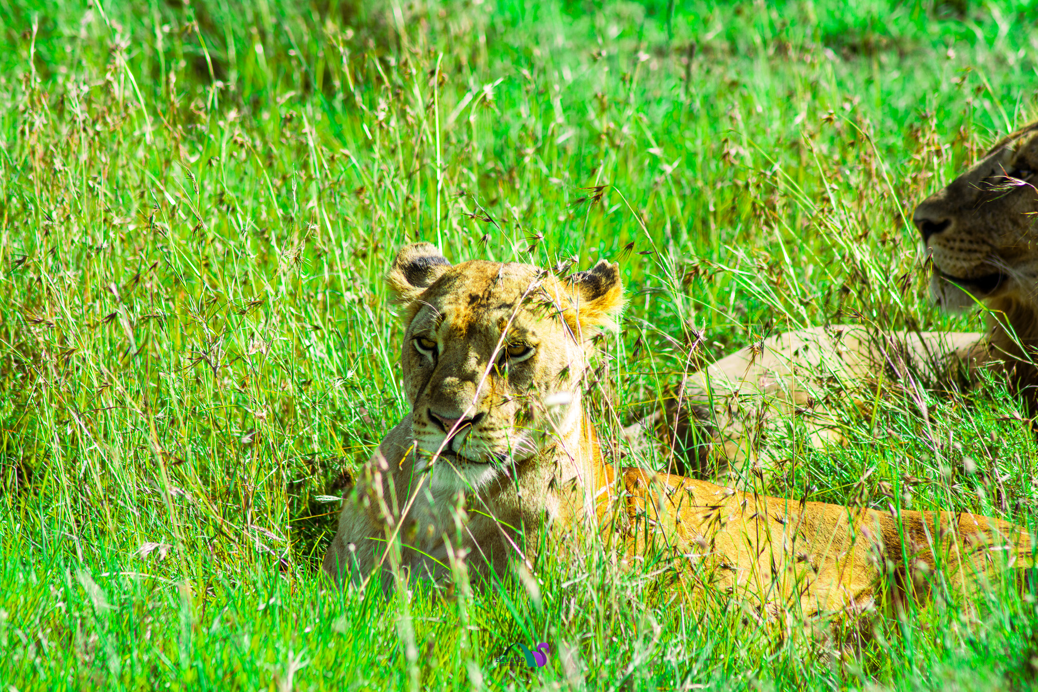 Masai Mara Safari