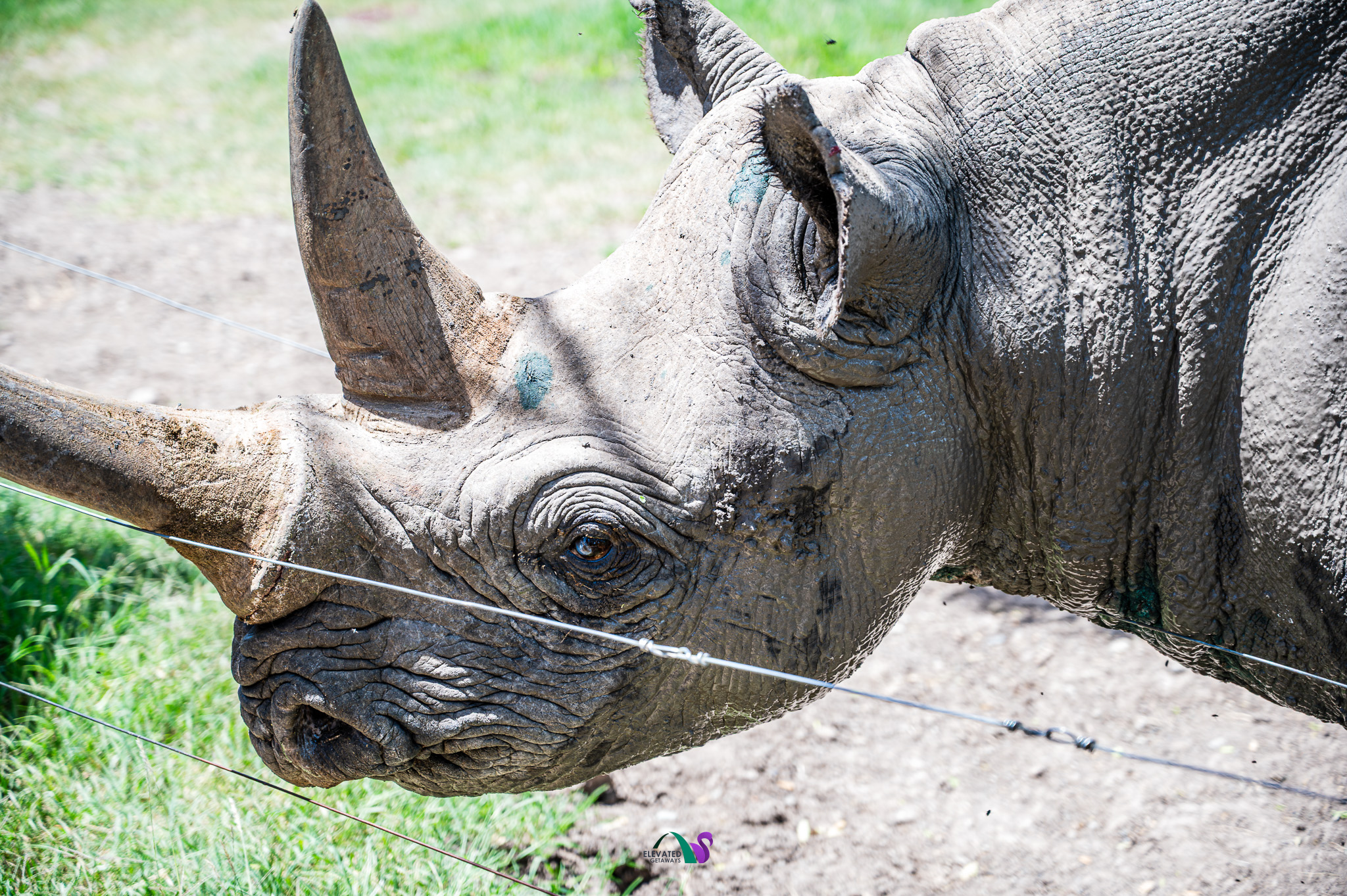 Close view of a rhino at Ol Pejeta