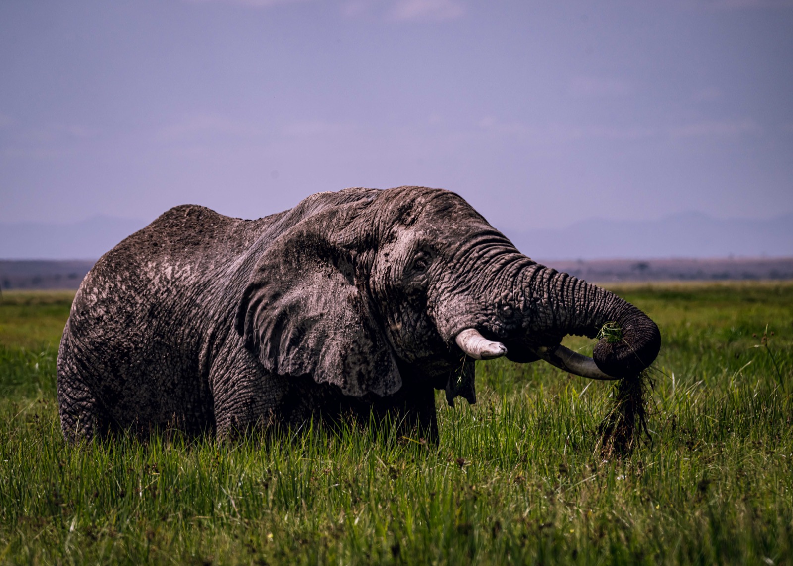 Elephant feeding in open grassland