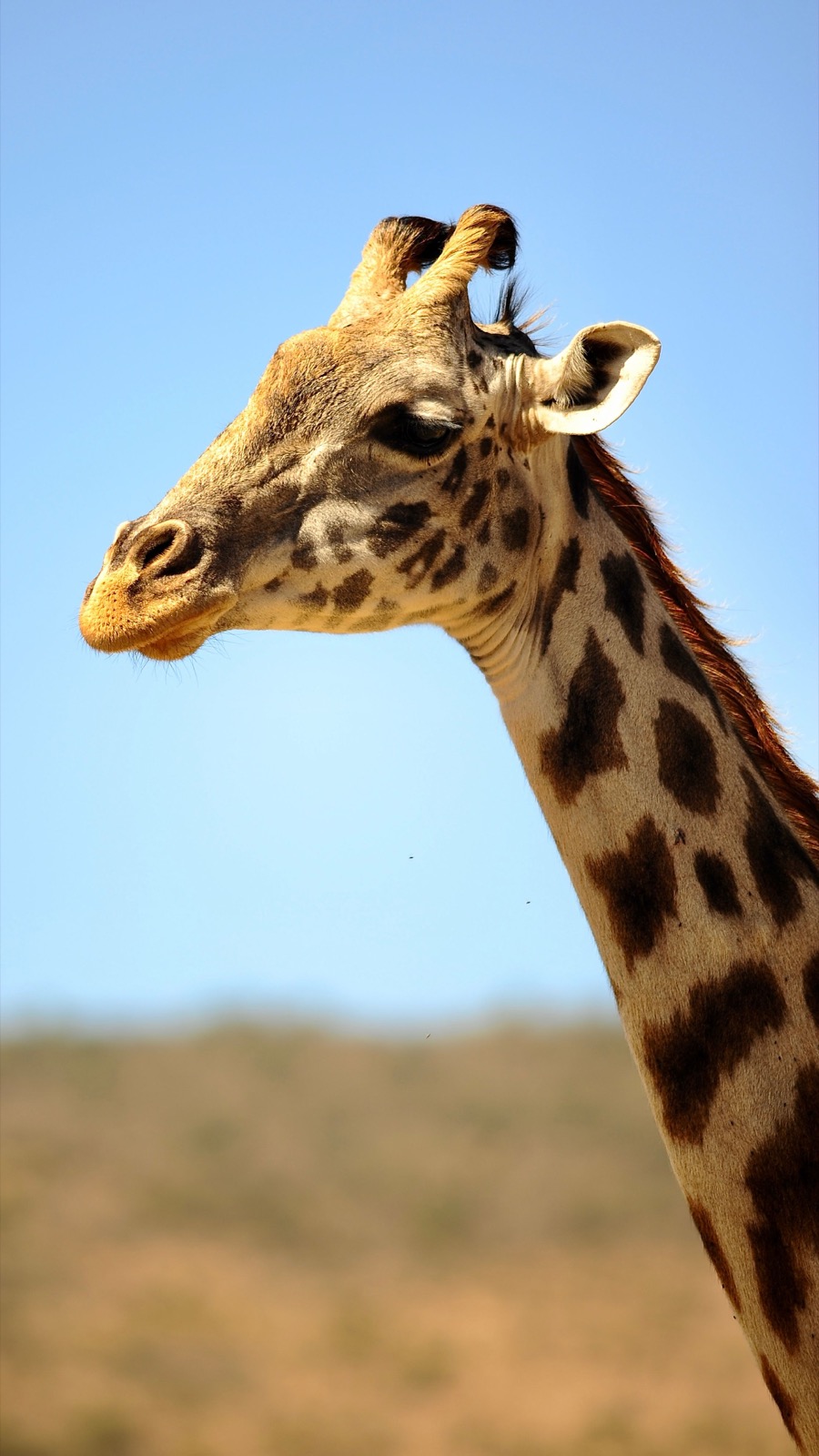 Close portrait of a giraffe against blue sky