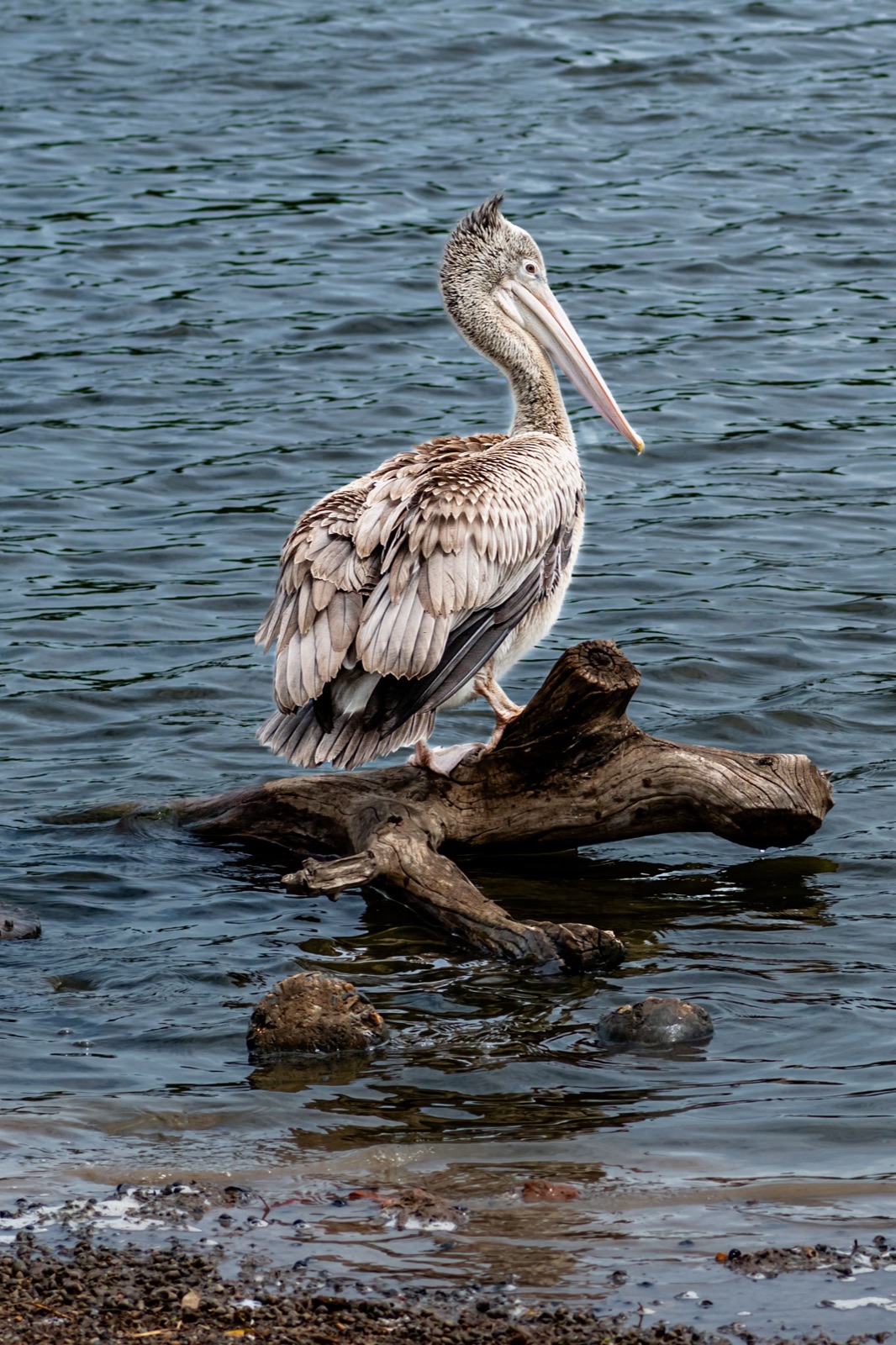 Lake Naivasha freshwater scenery