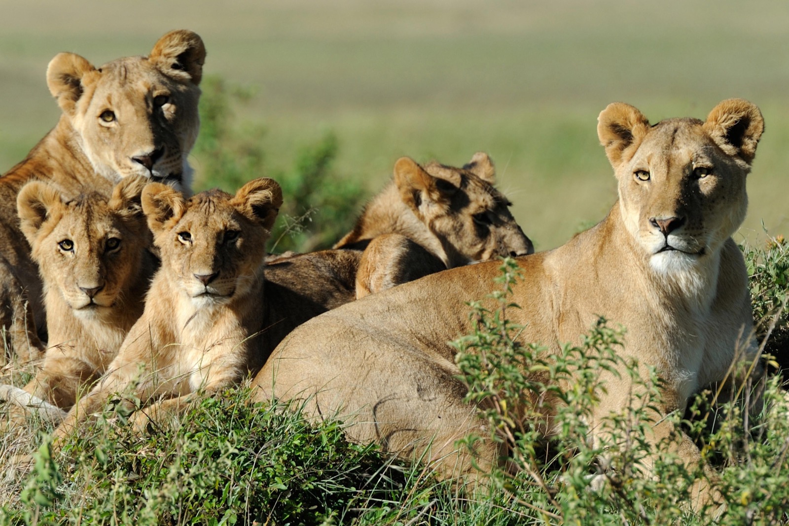 Lion family relaxing in grassy wilderness
