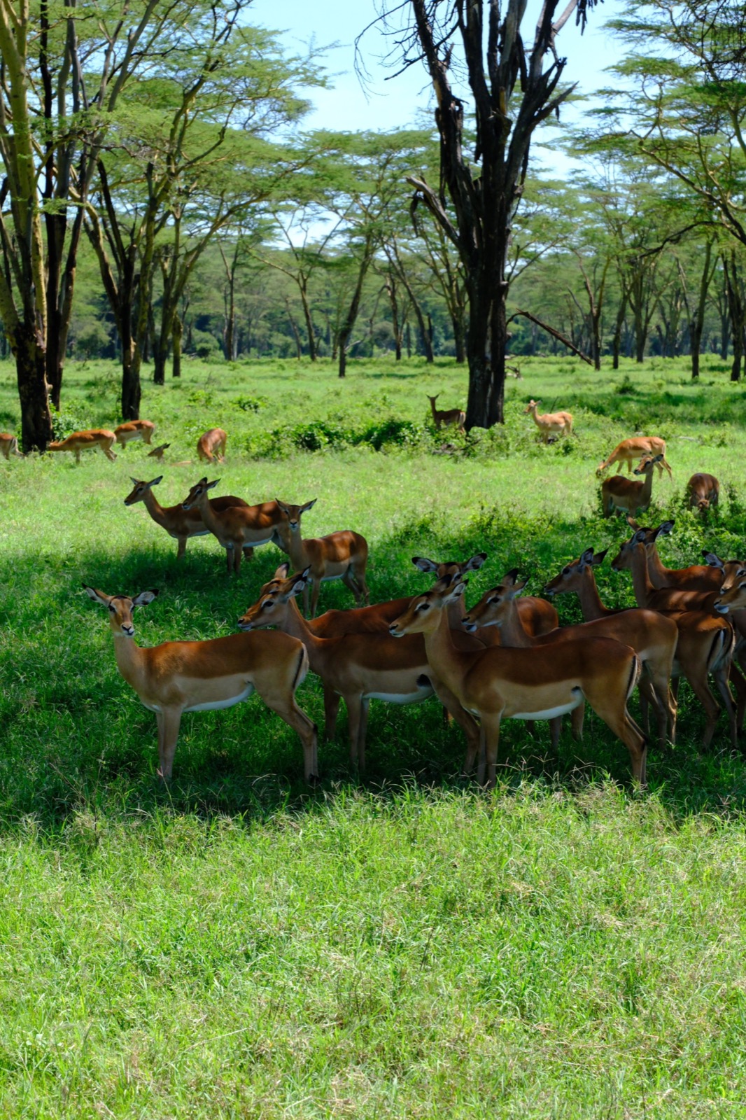 Outdoor adventure landscape in Naivasha