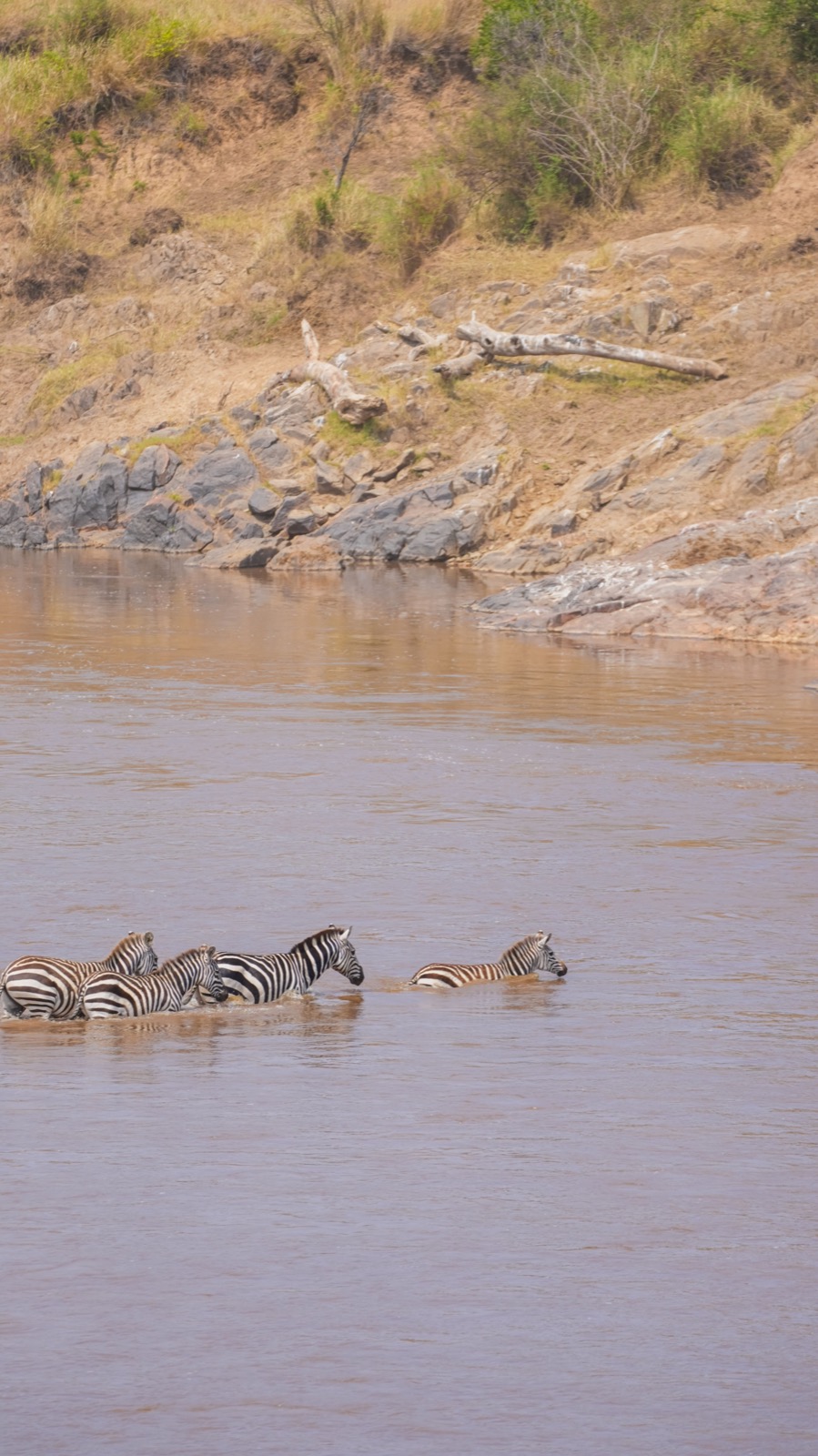 Zebras crossing a river