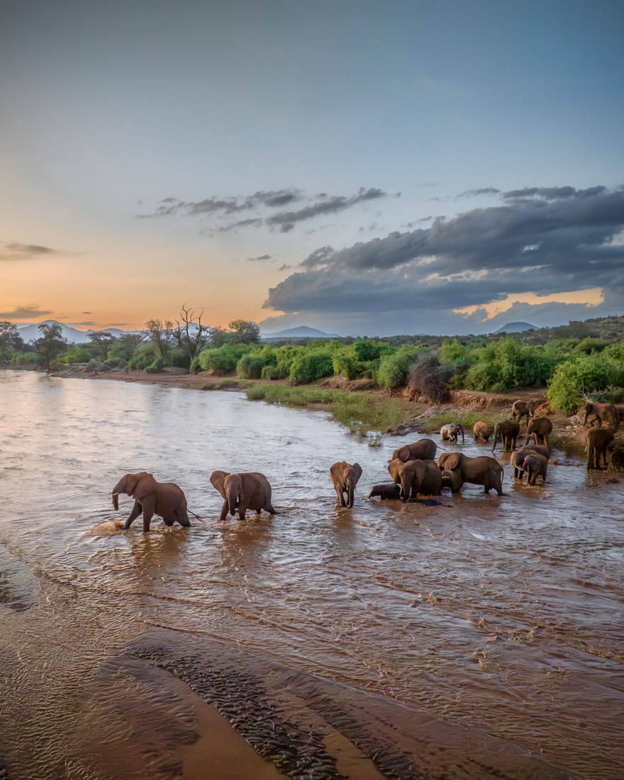 Elephants crossing river