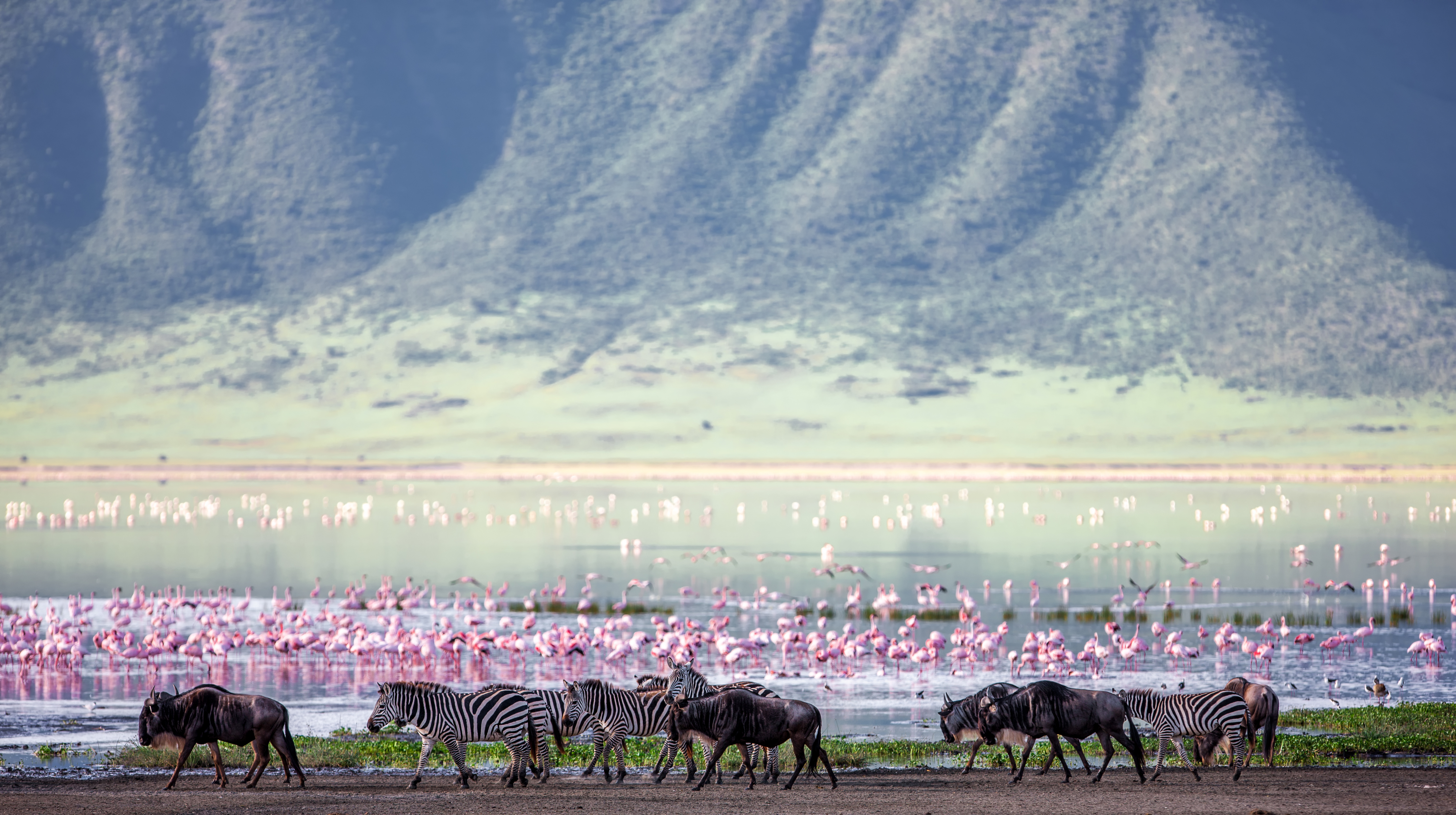 Zebras and wildebeest in Ngorongoro Crater